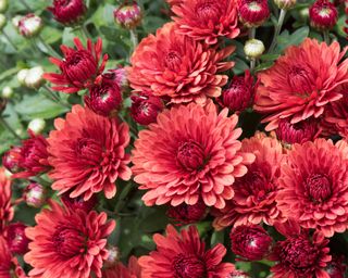 Close-up of red bedding chrysanthemums