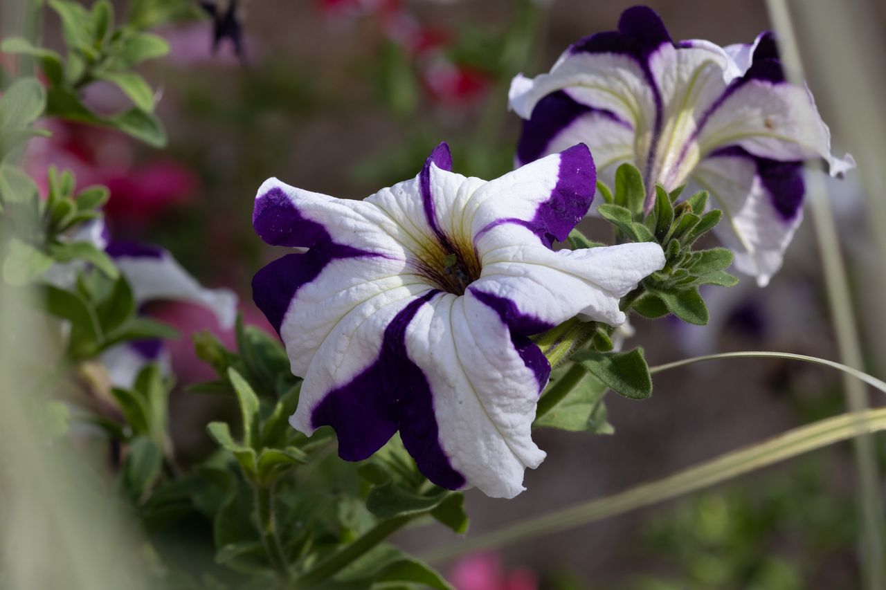 A purple and white flower in a garden