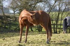 colic-4.jpg