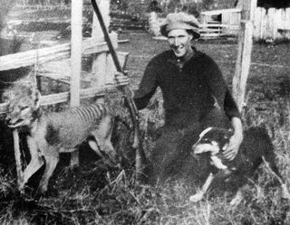 Wilfred Batty of Mawbanna, Tasmania shot the last known wild Tasmanian Tiger in 1930 after finding it in his henhouse.