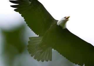 Bald Eagle