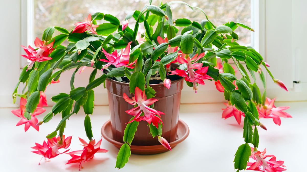 Christmas Cactus Dropping Leaves? Wave Goodbye to Holiday Flowers if You Don’t Do This Fast Fix