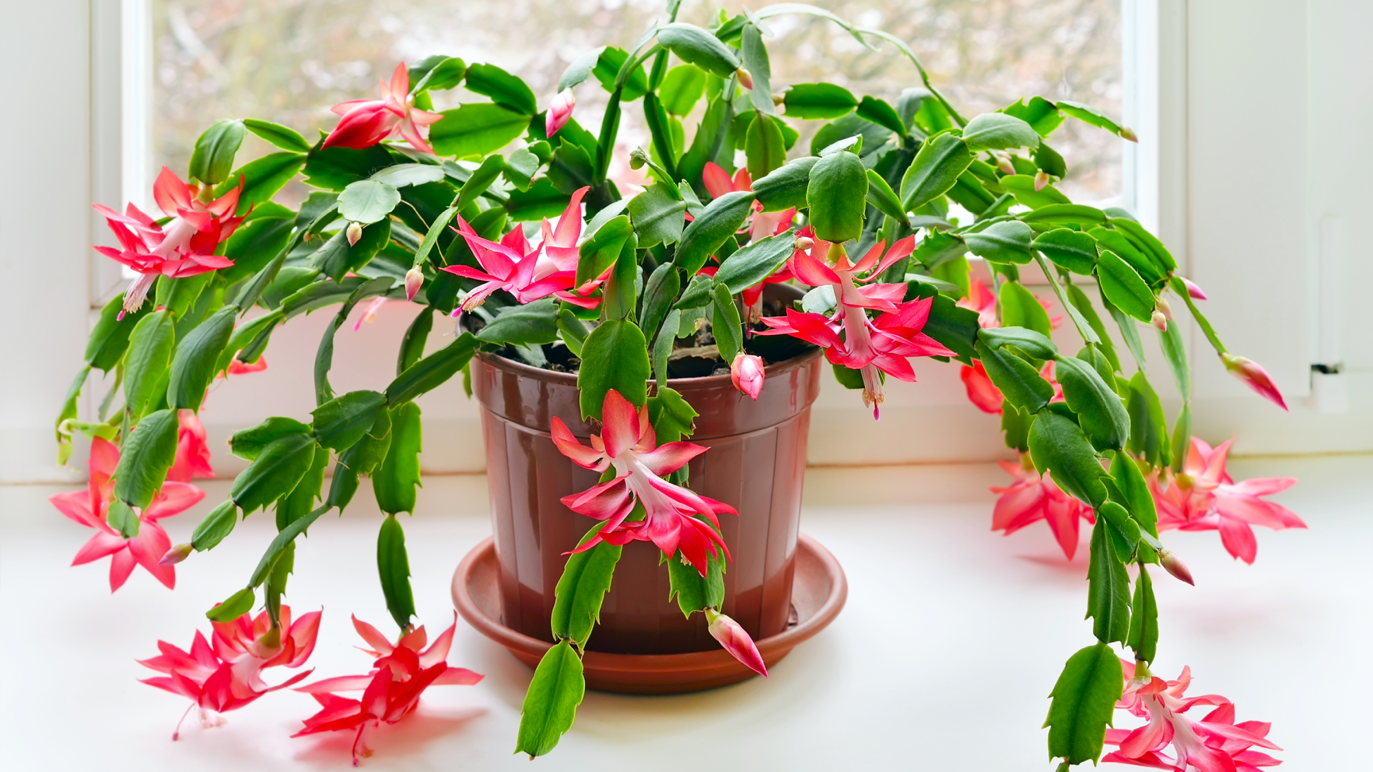 Christmas cactus (Schlumbergera) in pot