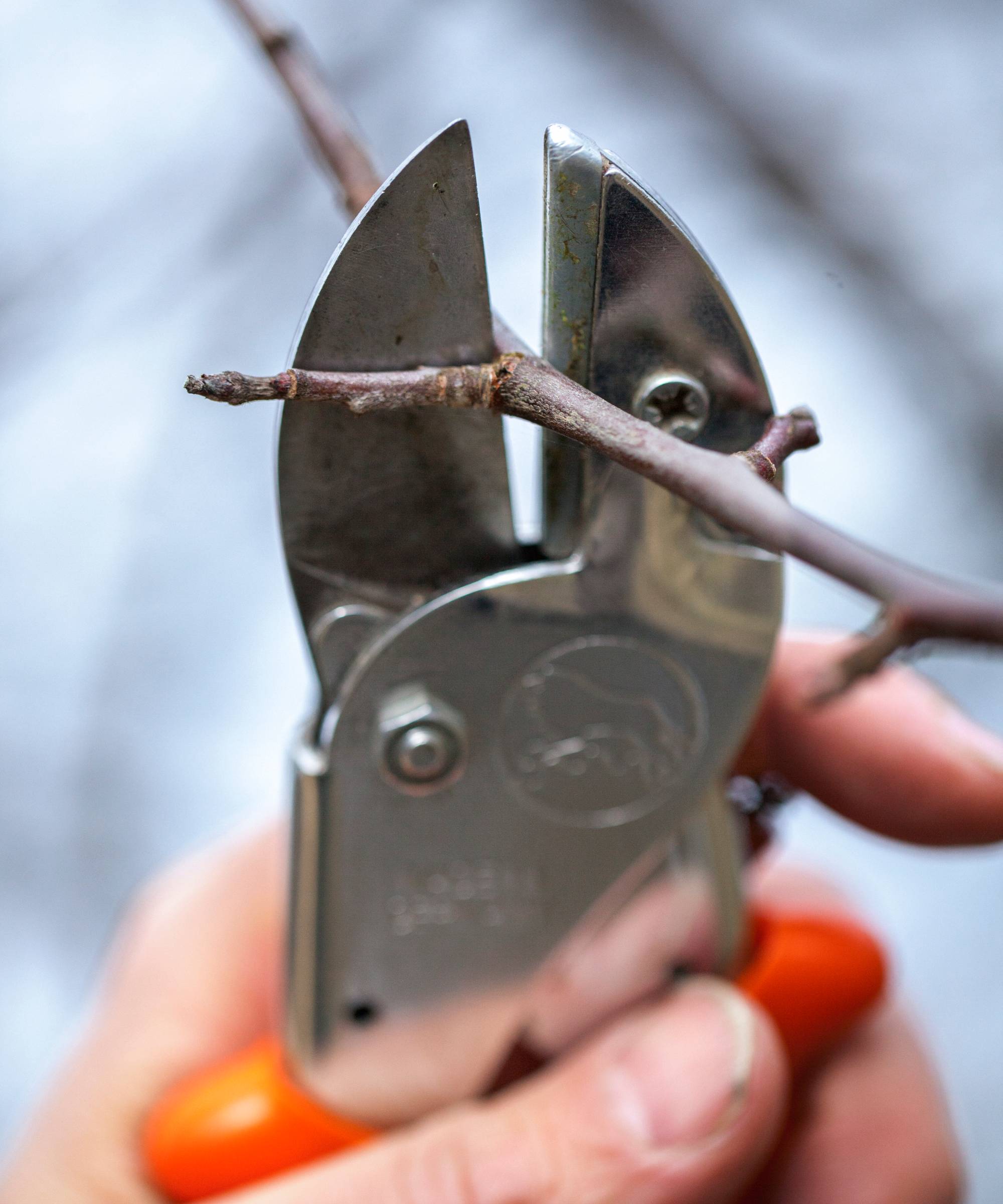 Anvil pruners cutting twig