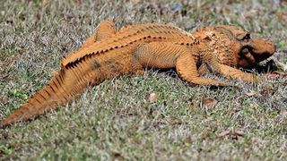 A picture of the orange alligator spotted in South Carolina walking across grass.