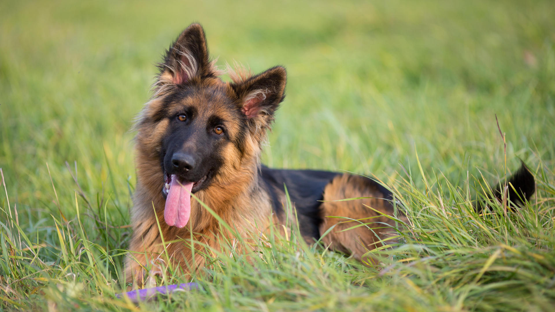 German shepherd dog