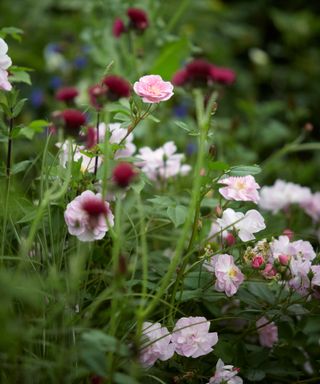roses planted with grasses and perennials in a modern rose garden design by Colm Joseph