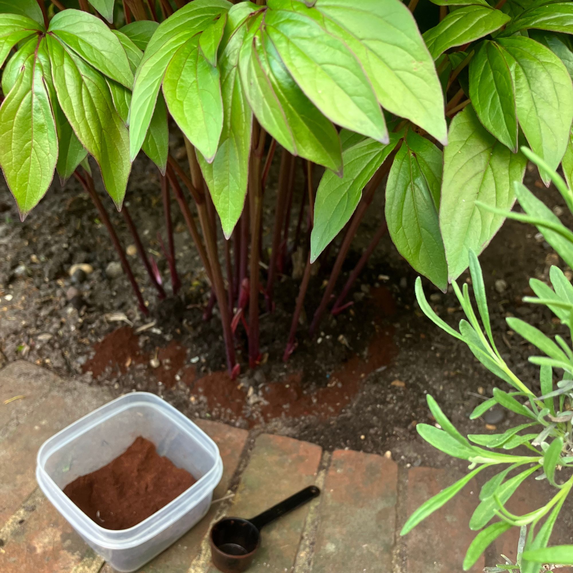 fertilising peonies