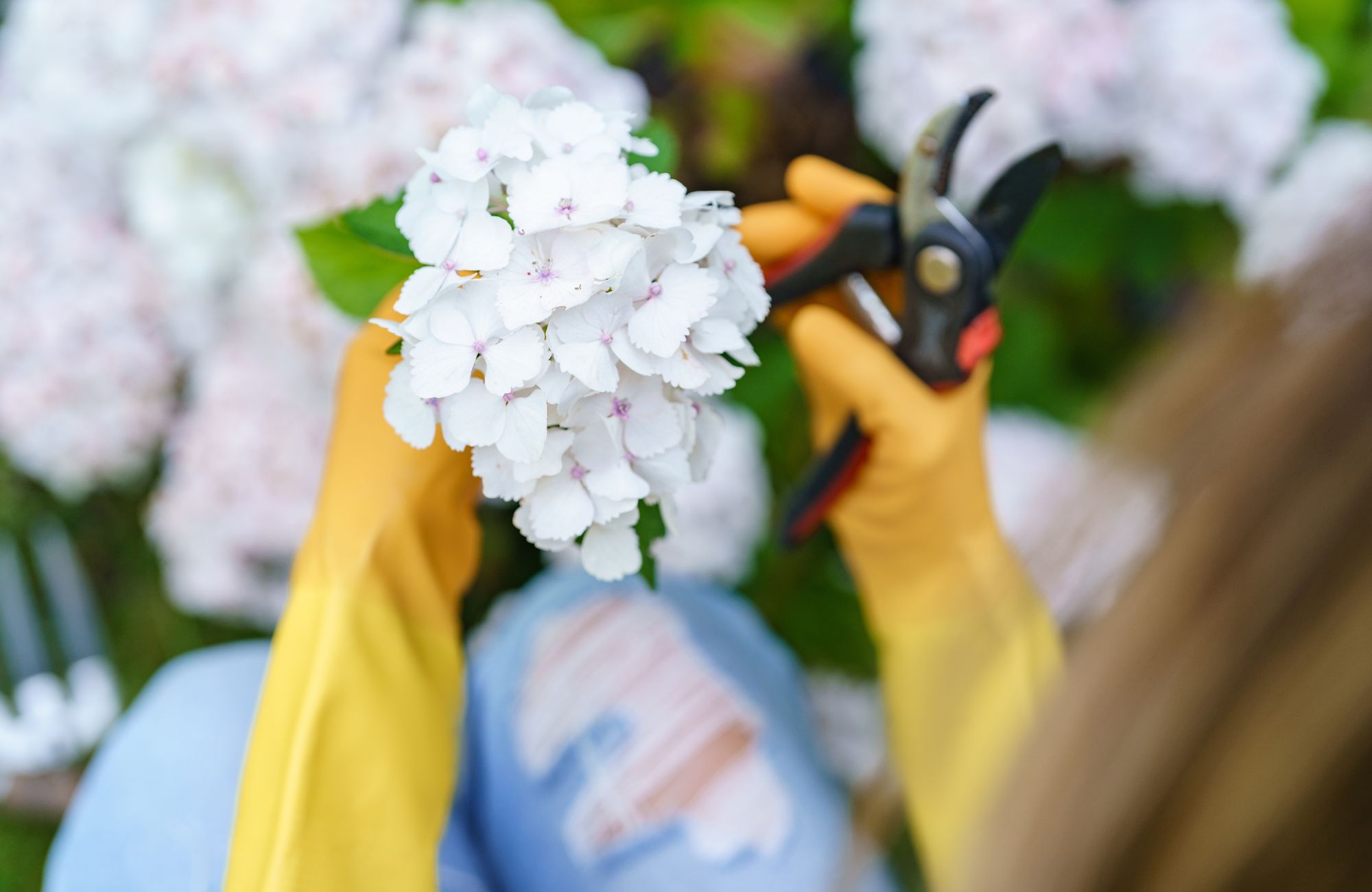 A person wearing gloves is carefully pruning hydrangeas, surrounded by blooming flowers in a beautiful garden on a bright spring day.