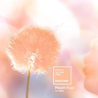 Pantone COTY 2024 Peach Fuzz