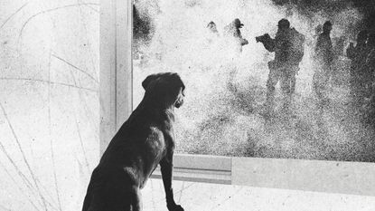 Photo collage of a dog watching an ICE raid through the window