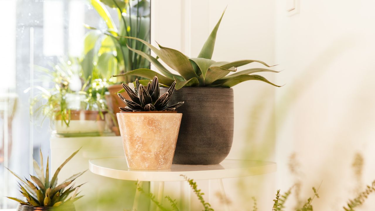 Agave growing in pots