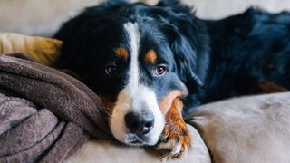 Bernese Mountain Dog on sofa