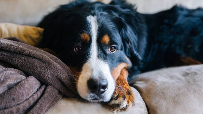Brucellosis in dogs: Vet's guide to symptoms and treatment | PetsRadar