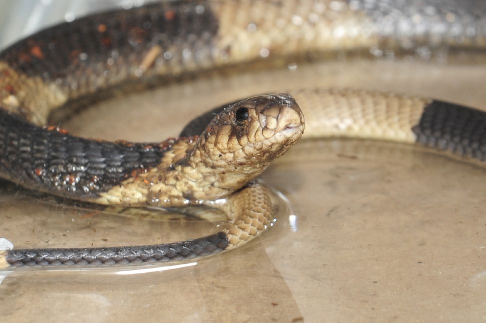 snake escape bronx zoo