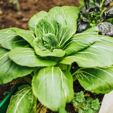 Green ripe pak choi cabbage in the garden - Anna Cinaroglu - GettyImages-1527098898