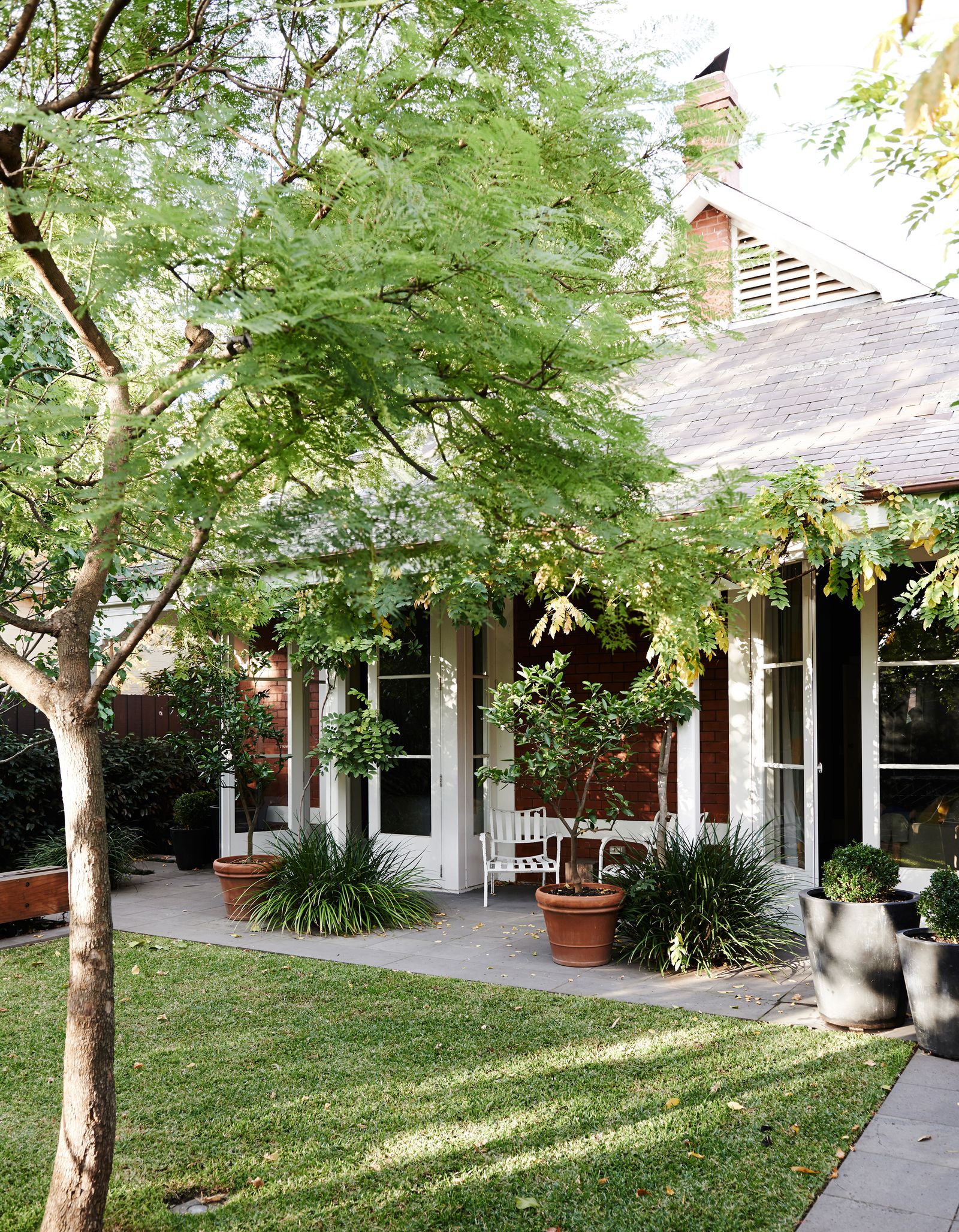 Best trees to grow in pots 7 types that will thrive in containers