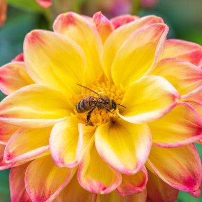 bee on pink and yellow dahlia flower head