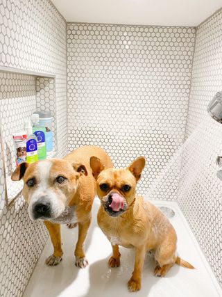 Zoe Marquis created a a dog shower in the garage of her home in Windsor to keep her mucky pups clean