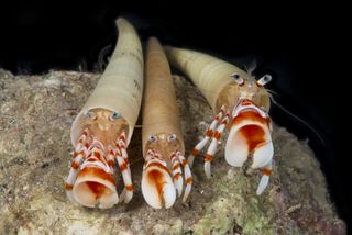 These three hermit crabs, affectionately called “The Three Amigos” (in reference to the movie starring Steve Martin, Chevy Chase and Martin Short), use tusk shells for housing.