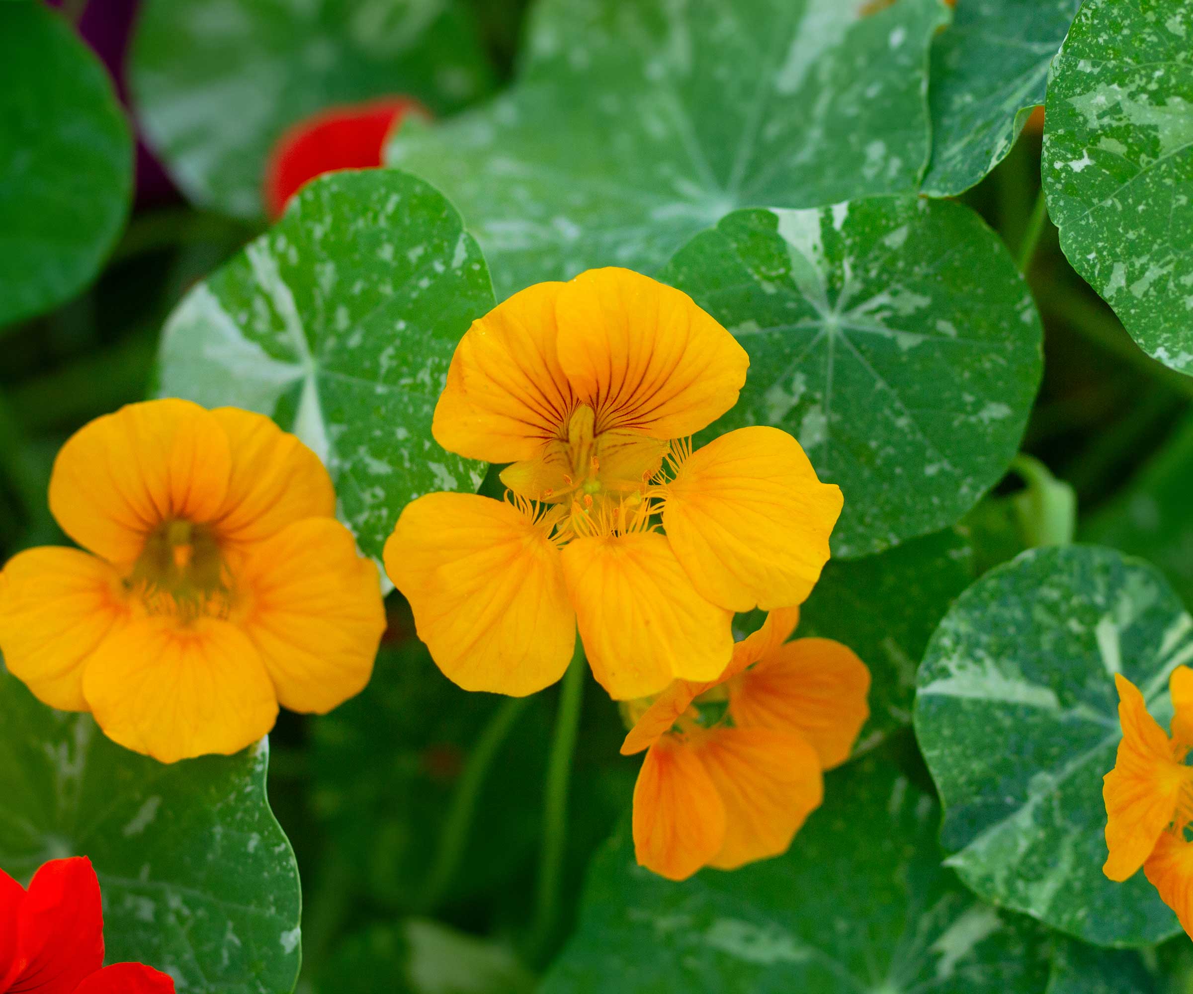 orange nasturtium flowers