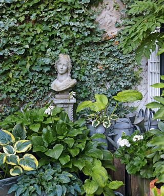 Statuary and old watering cans in front of ivy-covered wall, surrounded by shade-loving hostas
