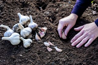 planting garlic bulbs