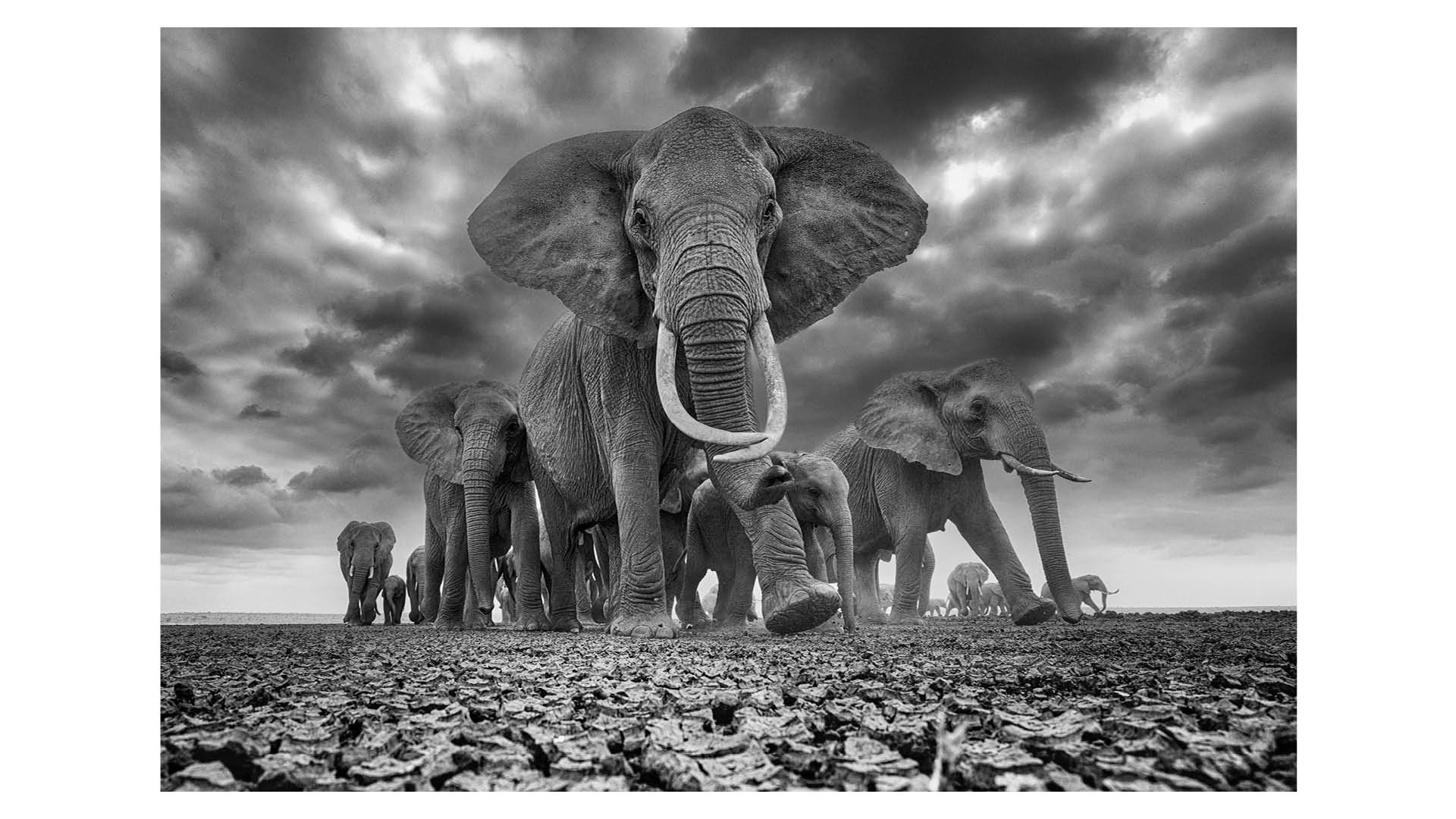 Photograph of a herd of elephants crossing a dry lake in the Amboseli National Park in Kenya, Africa.