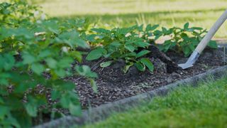 picture of potato plants being harvested in garden bed