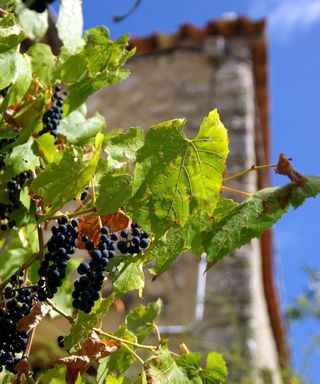 Grape vines growing in front of a stone-covered house.