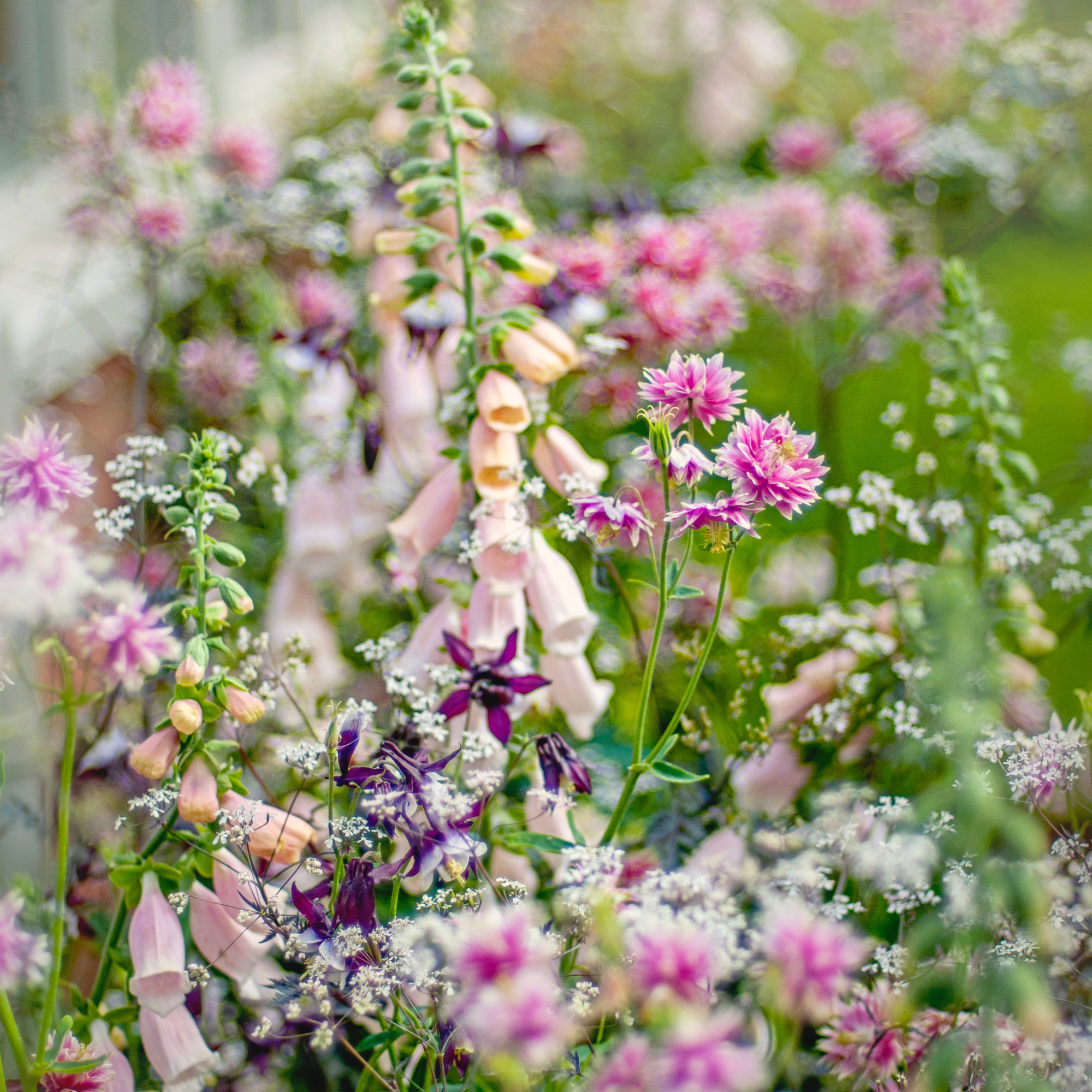 Pretty pink spring Columbines flowers (Aquilegia) in a romantic display with pale pink foxgloves and white picket fence