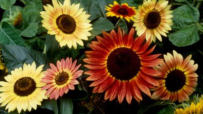 What to plant in April can include sunflowers