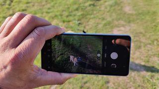 Foto af Galaxy A53 som er ved at tage et foto af en hund på en græsplæne