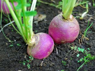 Two turnips growing in the ground