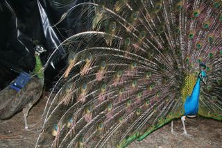 Peacock&#039;s Feathers