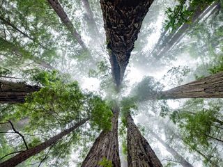 A view straight up to the canopy of a redwood forest