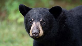 Black bear