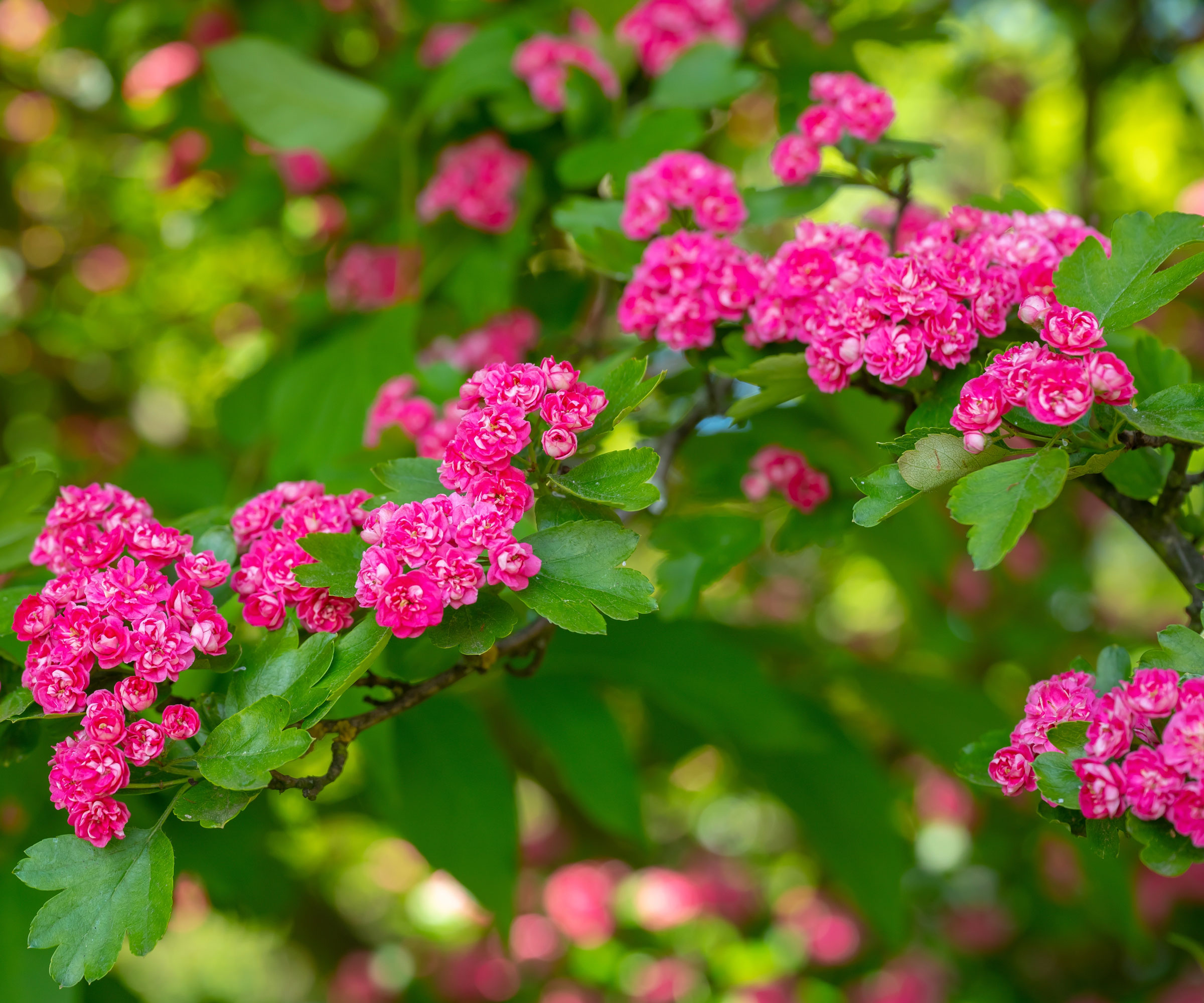 hawthorn tree showing bright pink blooms
