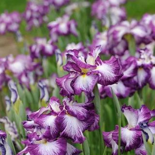 Purple and white irises in bloom