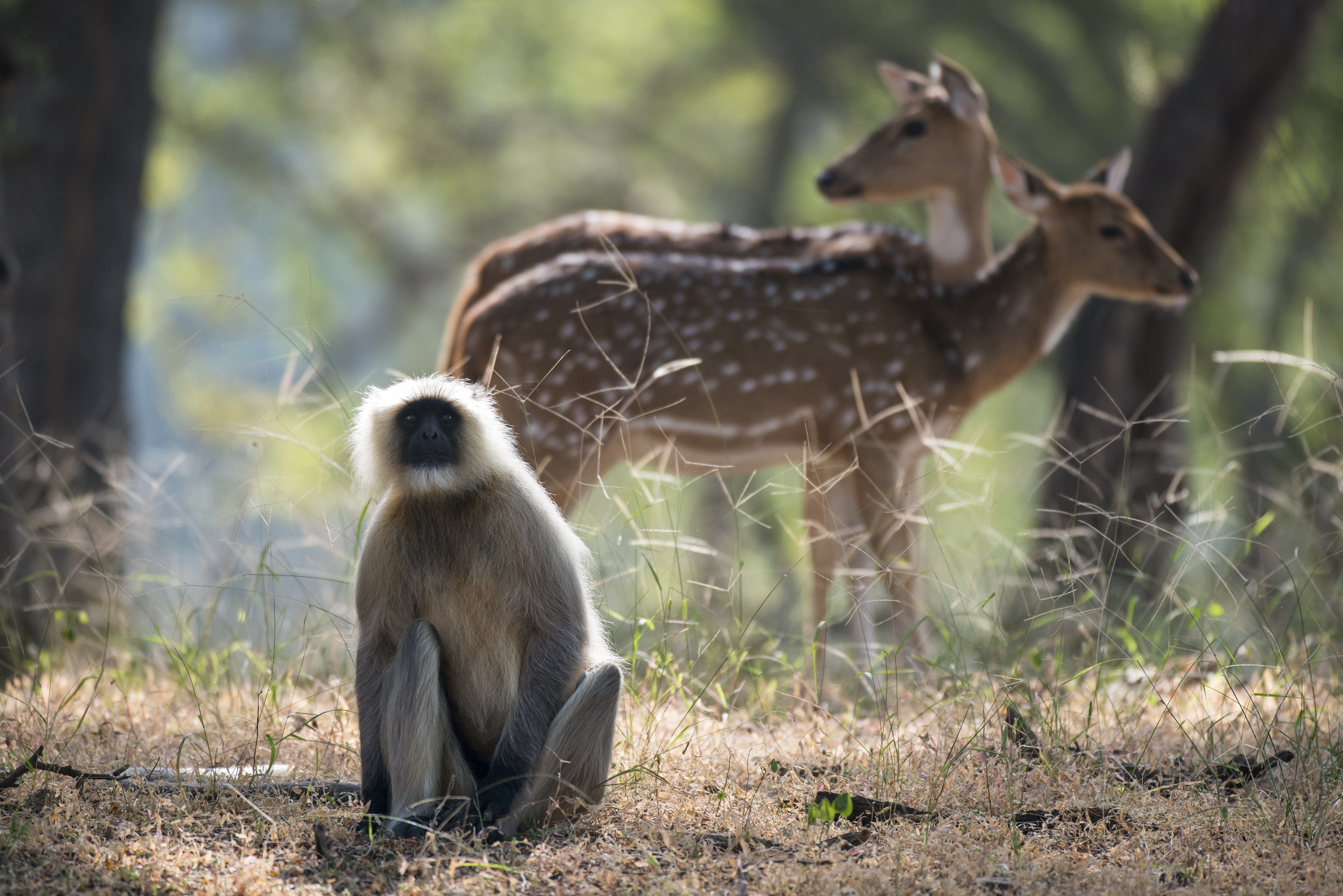 Deer and monkey