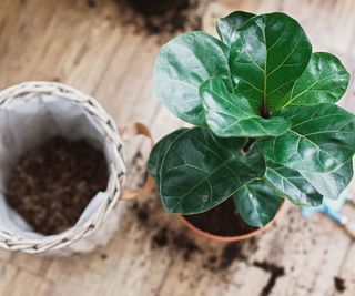 fiddle leaf fig being repotted