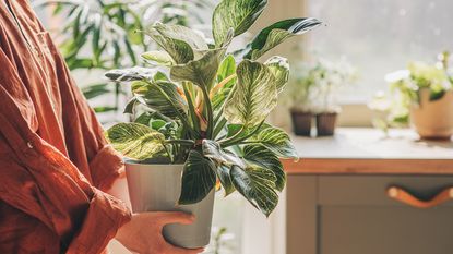 Woman carries a houseplant back indoors after summer