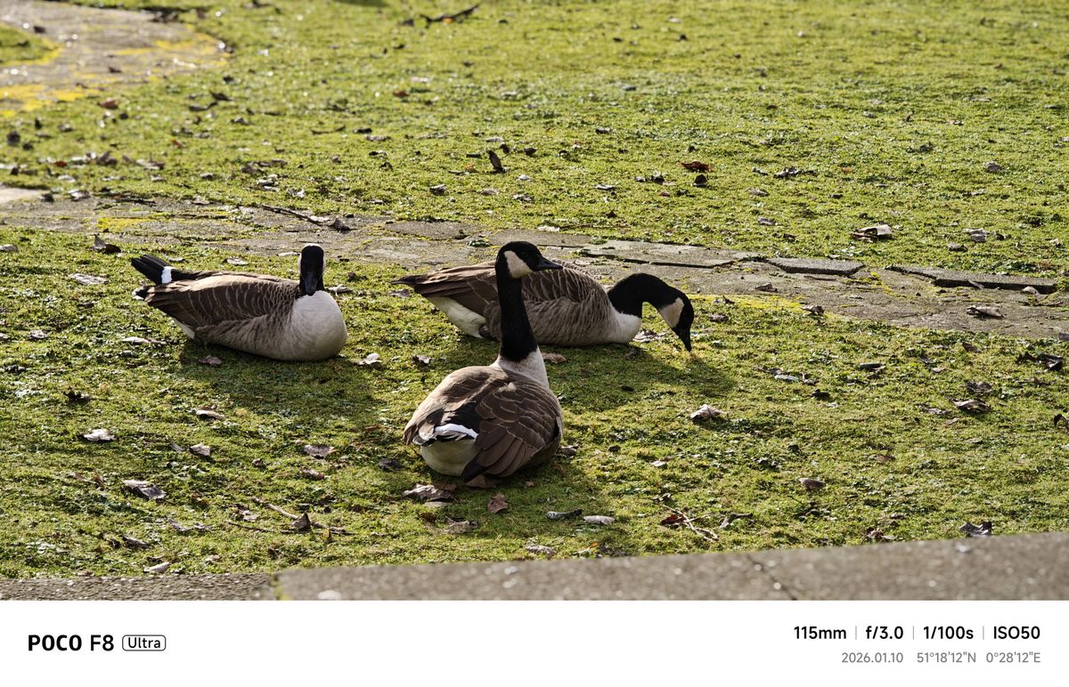 Ducks on green