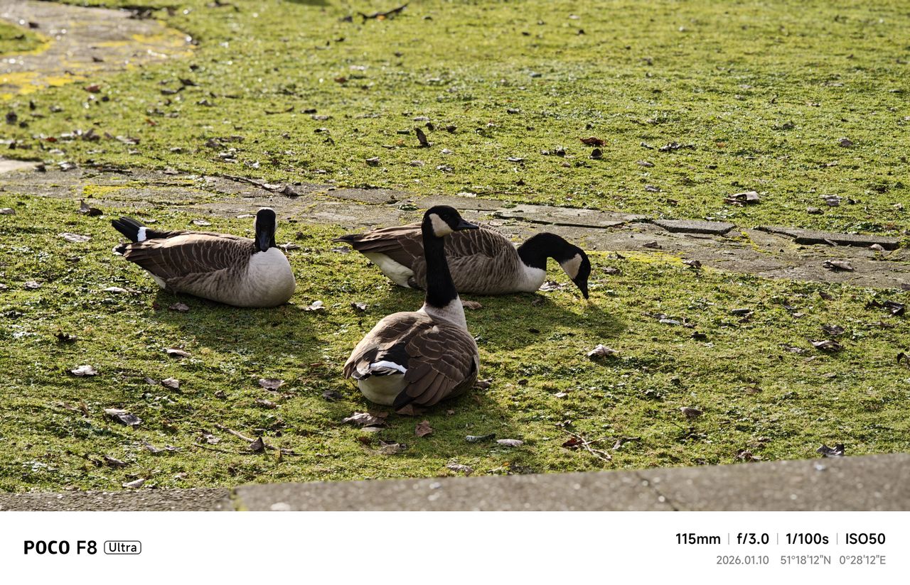 Ducks on green