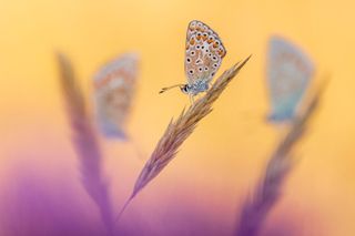 Three’s a Crowd Hidden Britain | Winner Ross Hoddinott Common blue butterflies (Polyommatus icarus) Vealand Farm, Devon, England Nikon D850 and Nikon 200mm f/4 Micro lens. 200mm; 1/100th second; f/16; ISO 640.