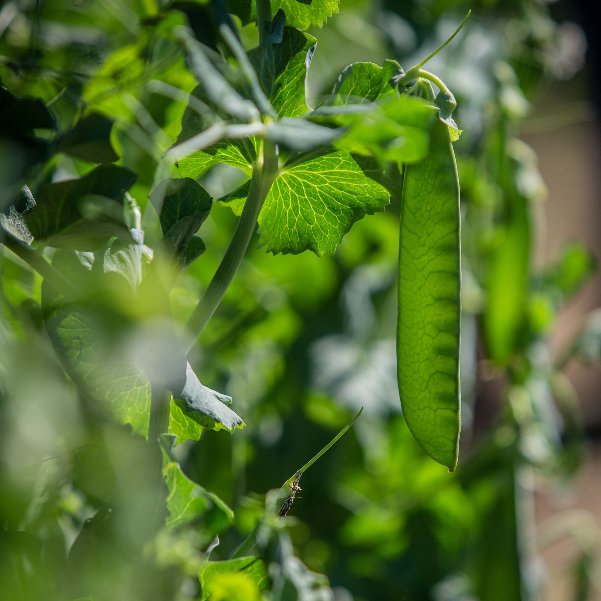 Peas growing in a vegetable garden