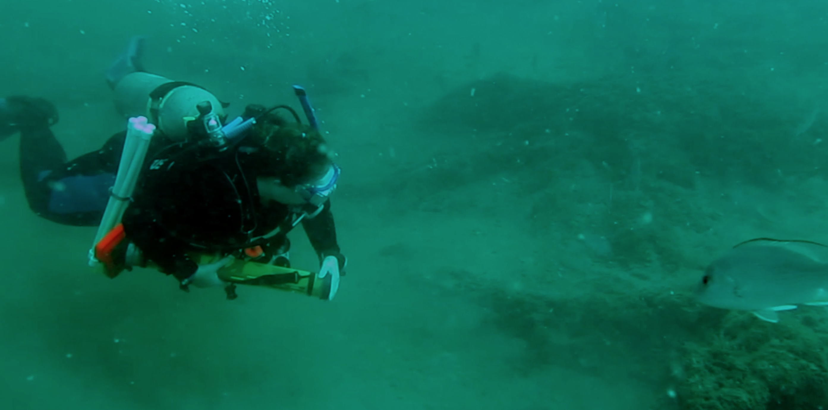 Primeval Underwater Forest