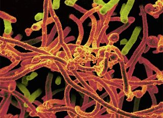 Ebola virus strain