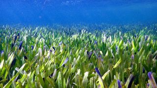 An underwater picture of seagrass in the immortal seagrass meadow at Shark Bay.
