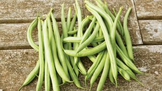 how to grow French beans: French bean variety Cobra at harvest